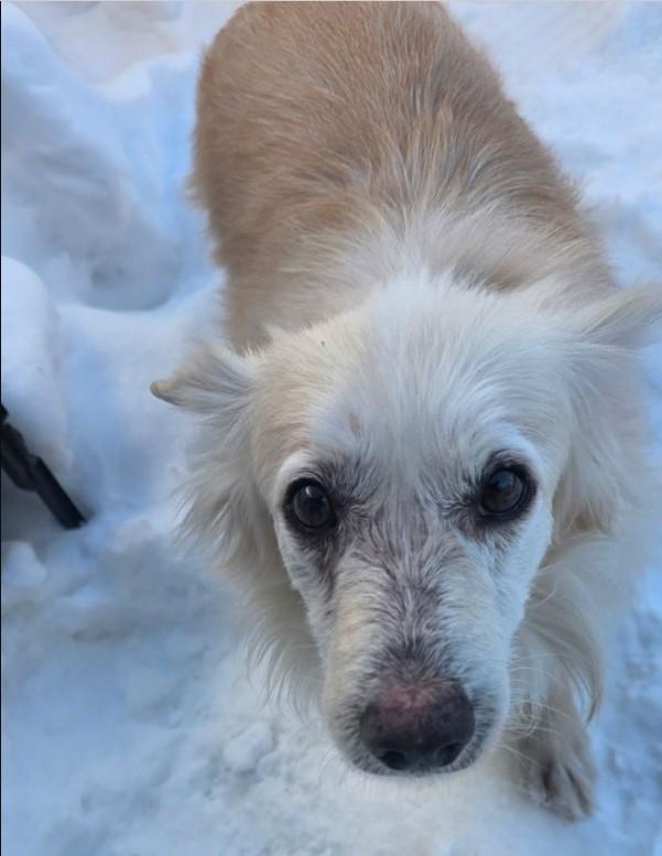 Enlarge Mr Biggs (Biggie), a ADOPTABLE mixed breed in Toronto, ON image 3/4