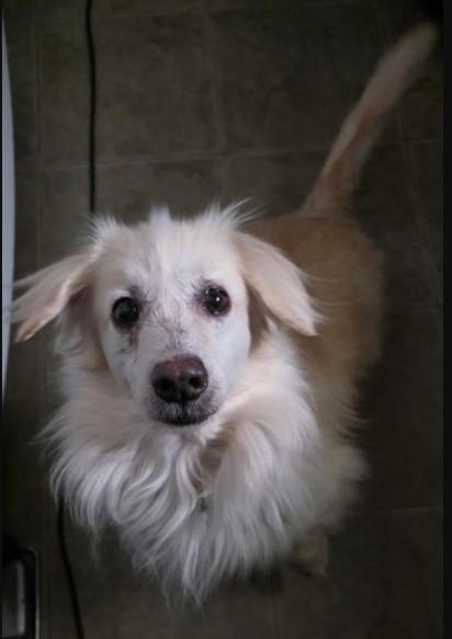 Enlarge Mr Biggs (Biggie), a ADOPTABLE mixed breed in Toronto, ON image 4/4