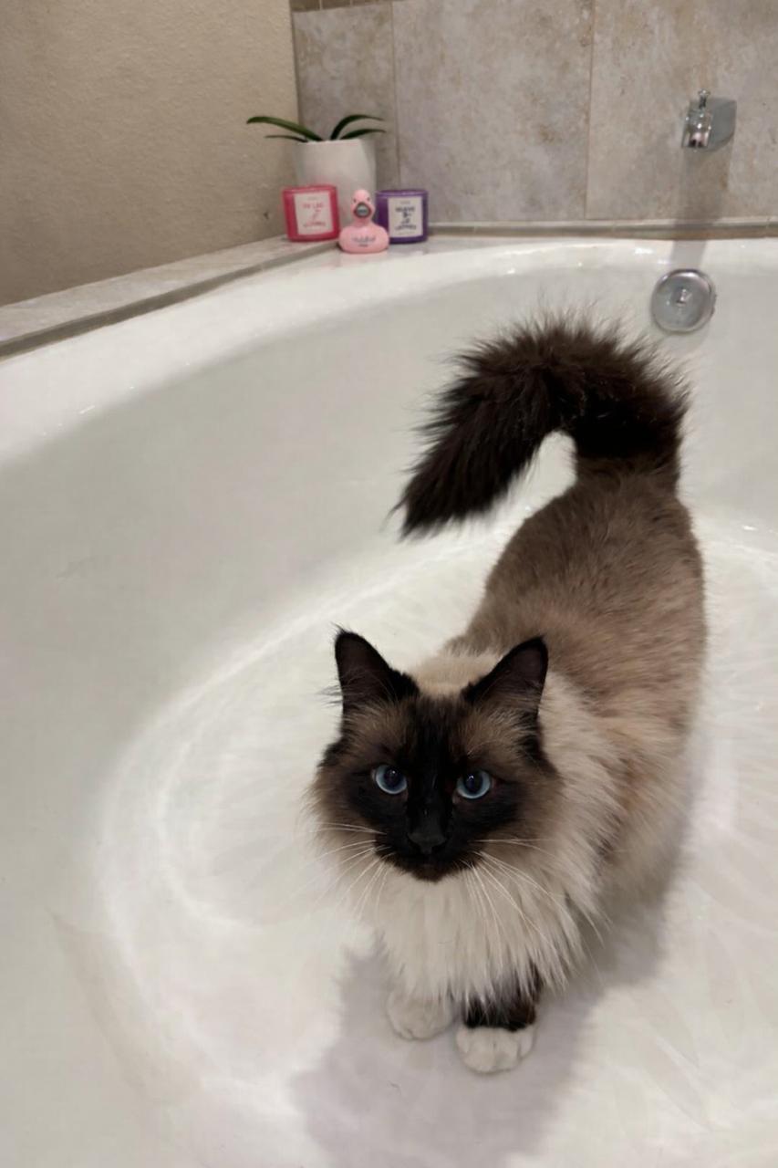 Ellie (Bonded to Erik), adopted, Adult Female Siamese.