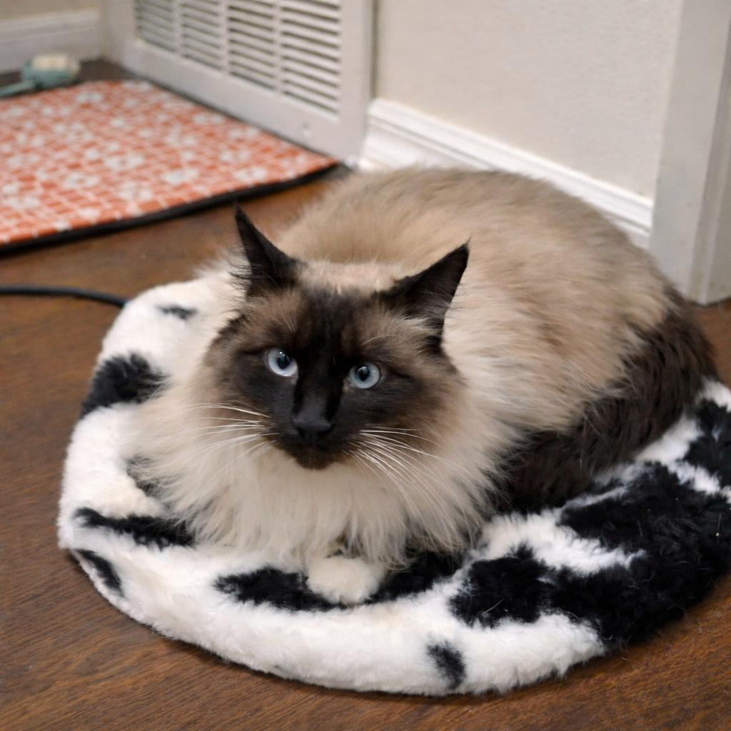 Ellie (Bonded to Erik) — thumbnail 2