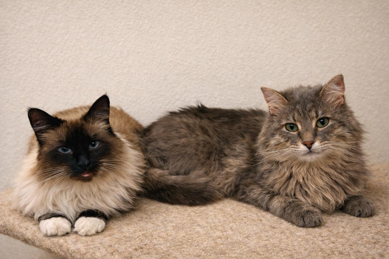 Ellie (Bonded to Erik) — thumbnail 3