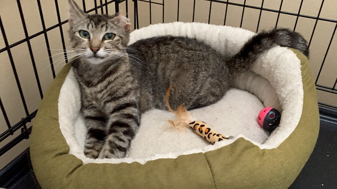 Evie, Adoptable, Adult Female Domestic Short Hair & Manx.