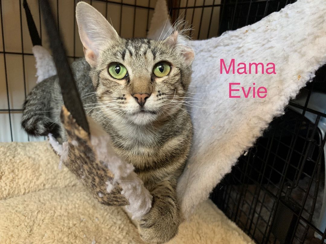 Evie, a Adoptable mixed breed in Long Beach, CA image 2/8