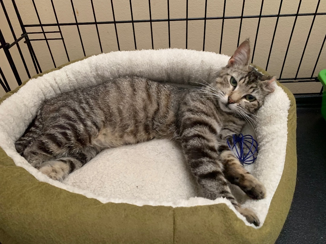 Evie, a Adoptable mixed breed in Long Beach, CA image 3/8