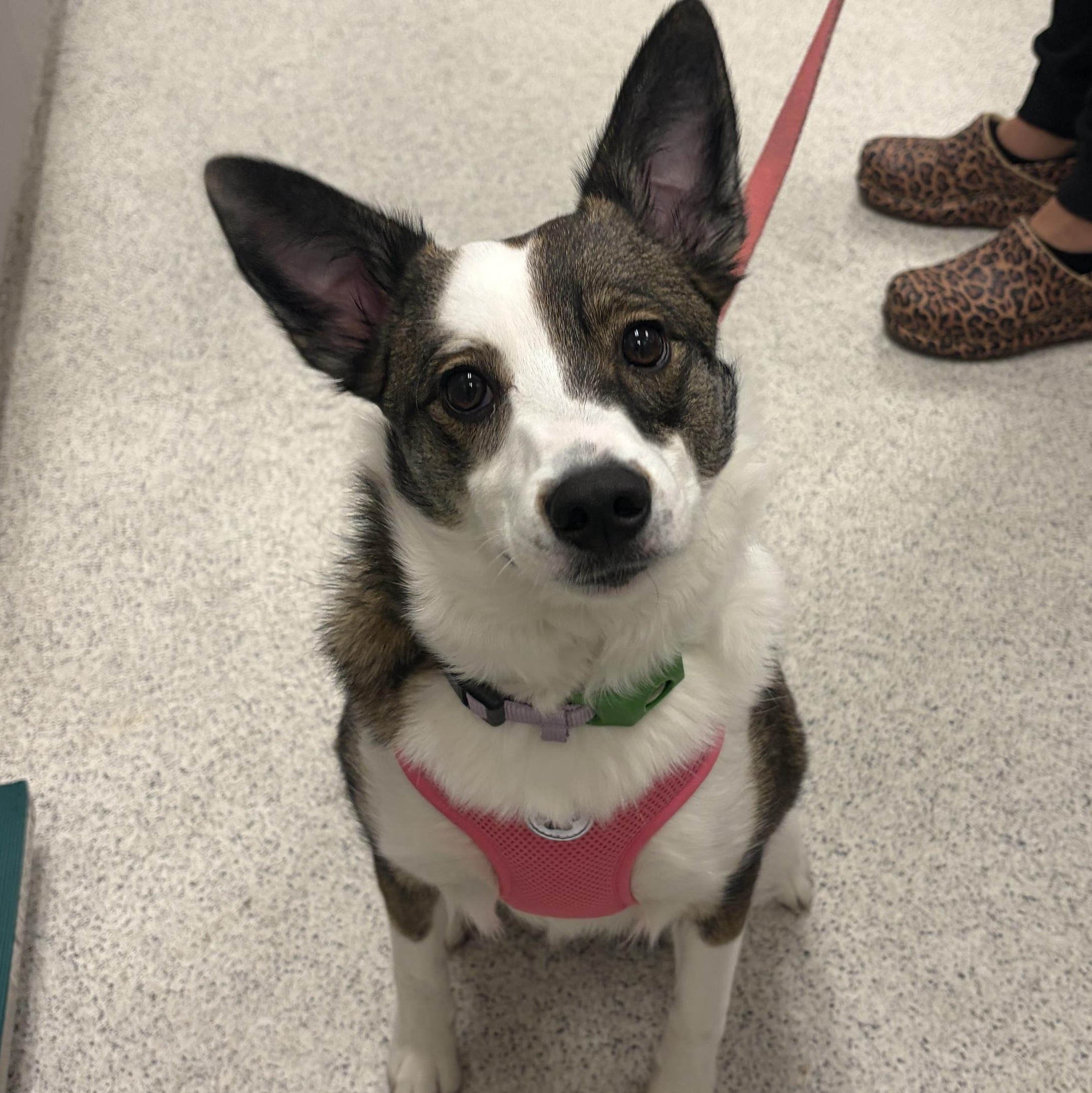Bailey, Adopted, Puppy Female Mixed Breed.