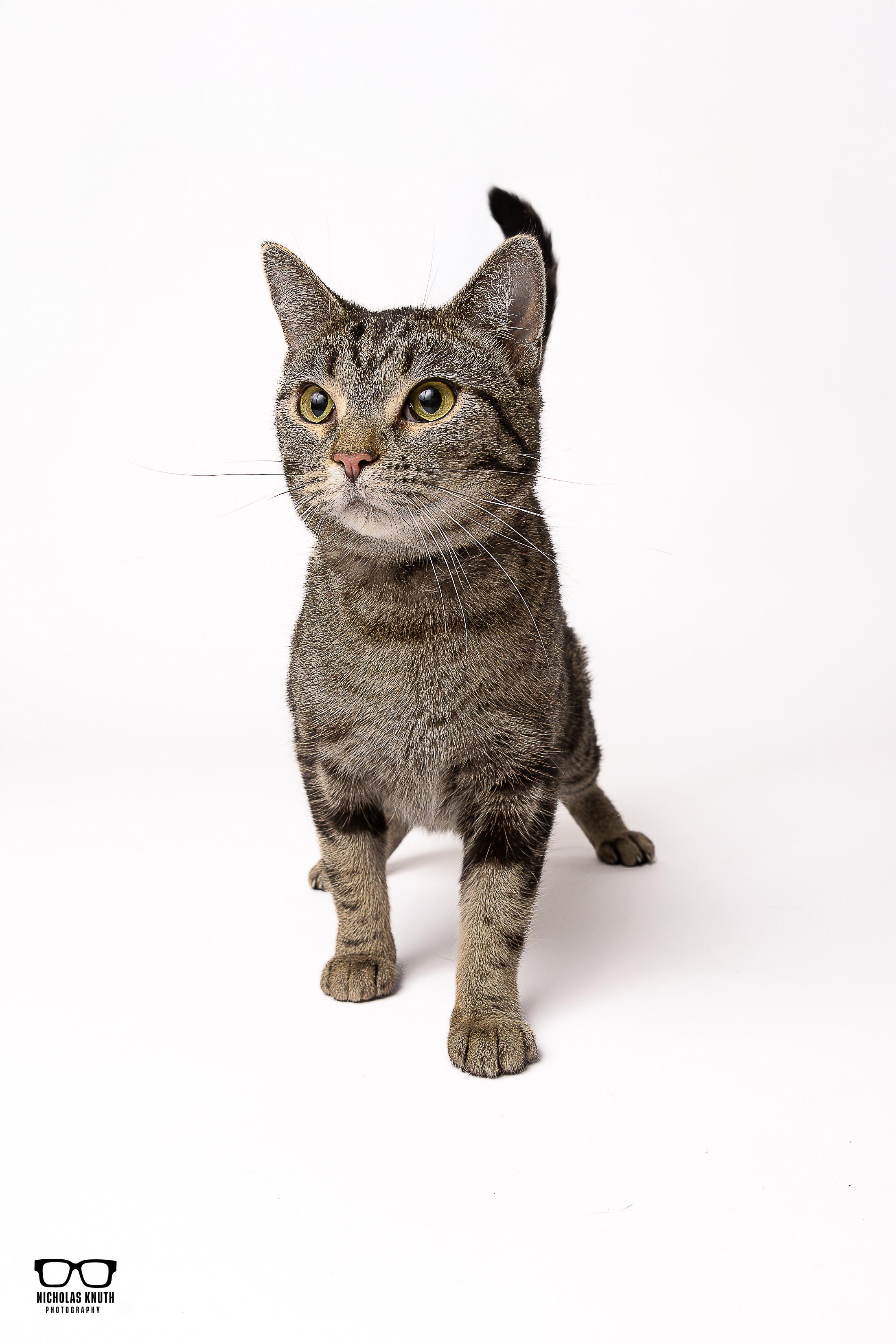 Babette, a Adoptable mixed breed in Palatine, IL image 3/4