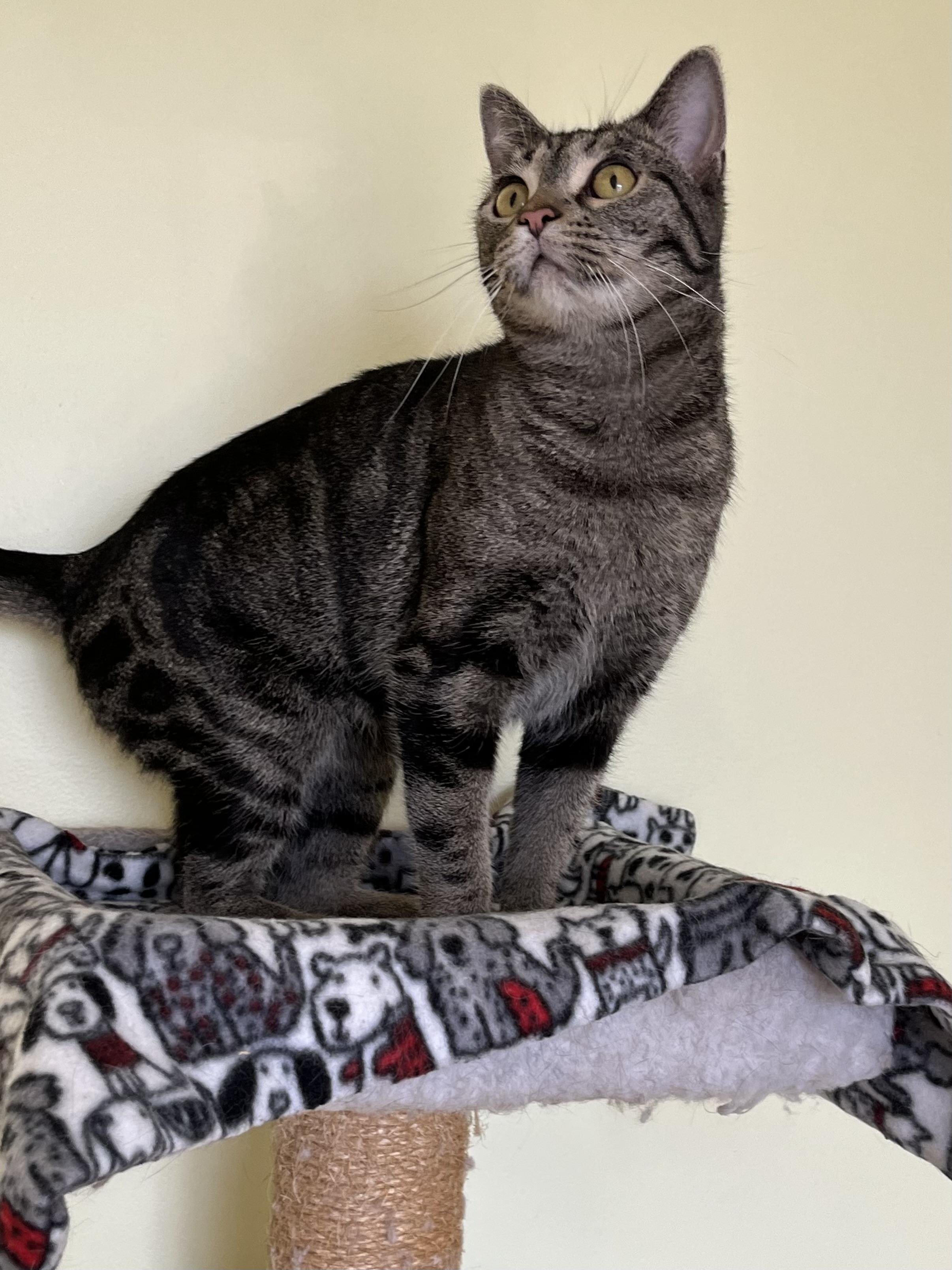 Enlarge Babette, a Adoptable Tabby in Palatine, IL image 5/5