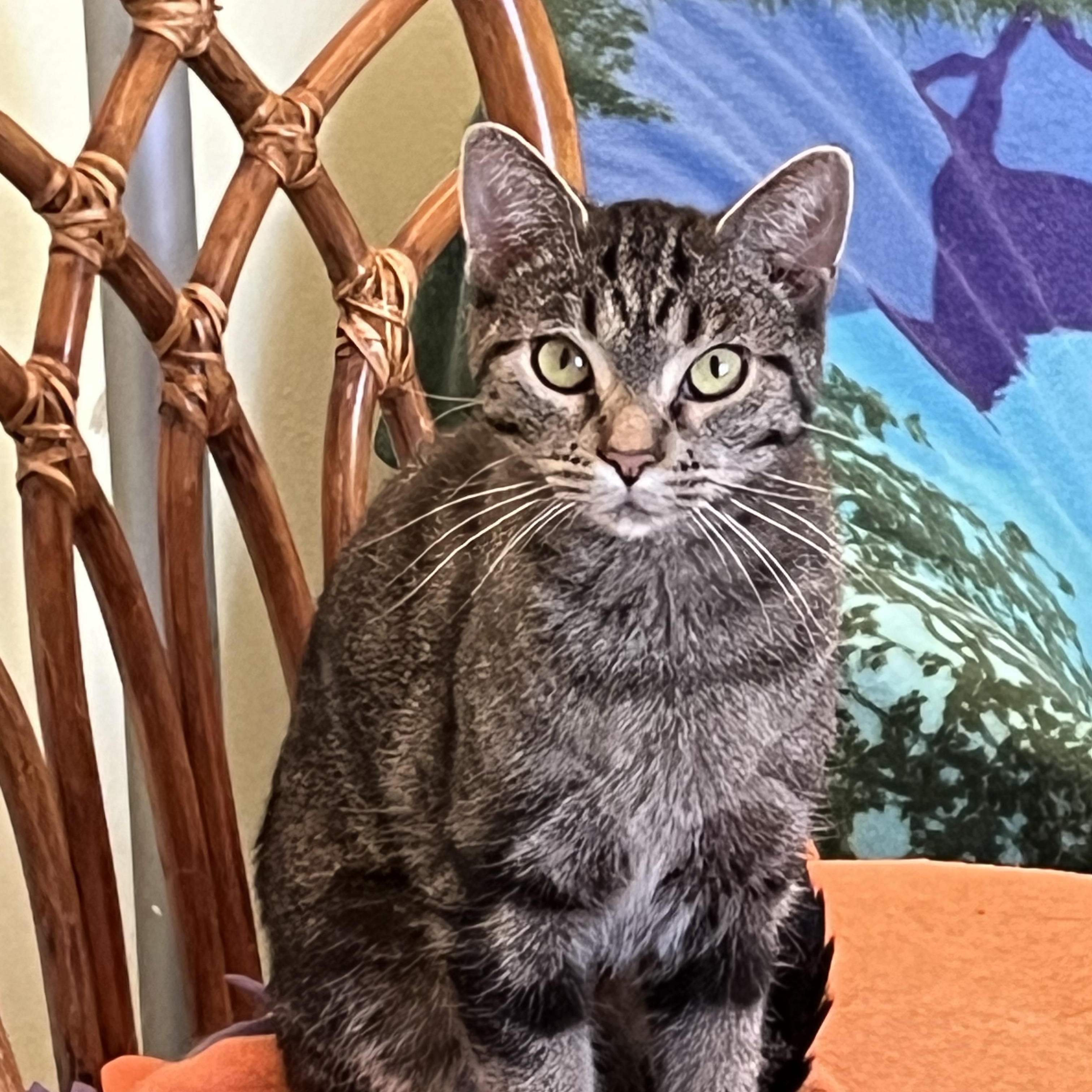 Babette, a Adoptable Tabby in Palatine, IL image 2/3