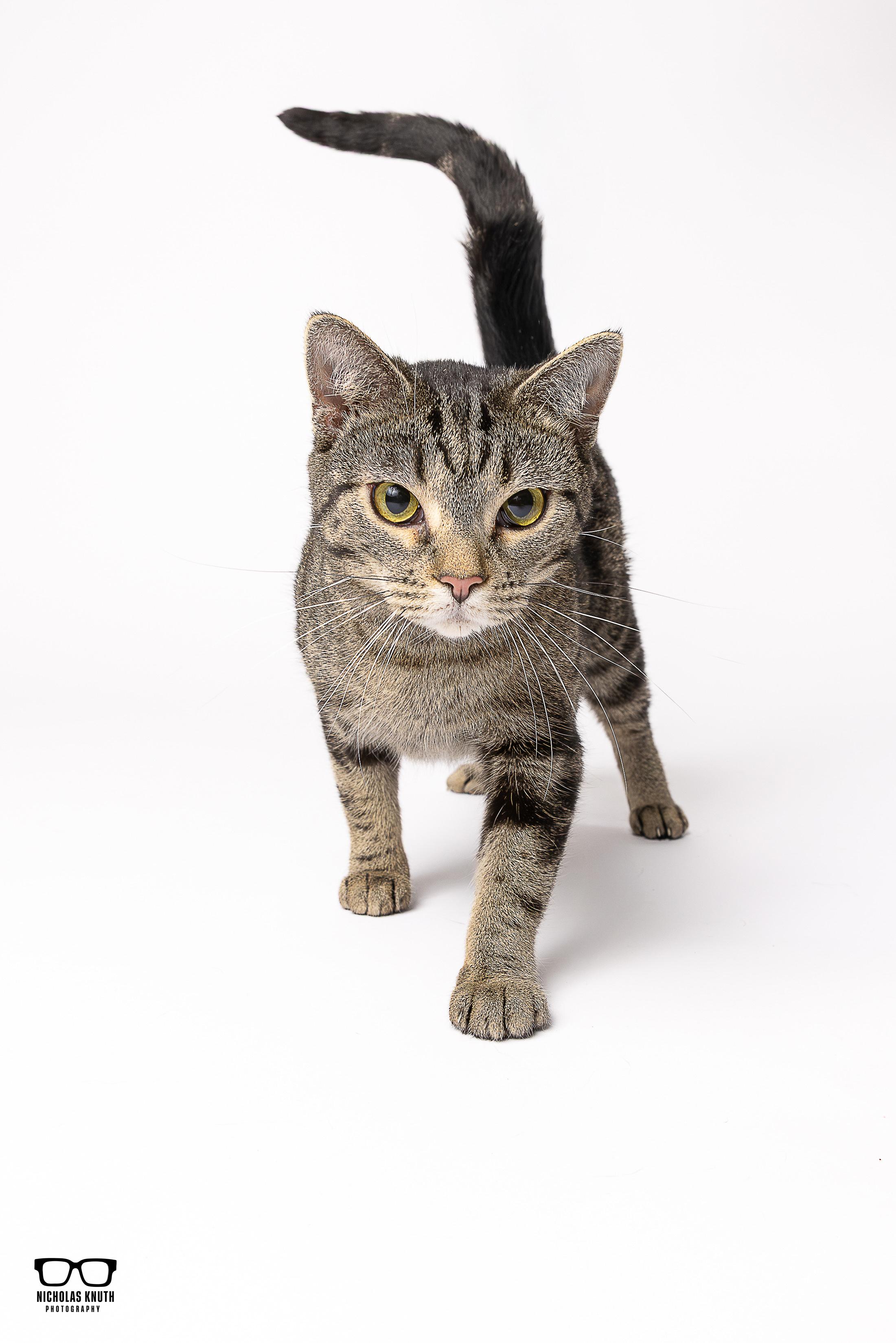 Babette, Adoptable, Young Female Tabby & Bengal.