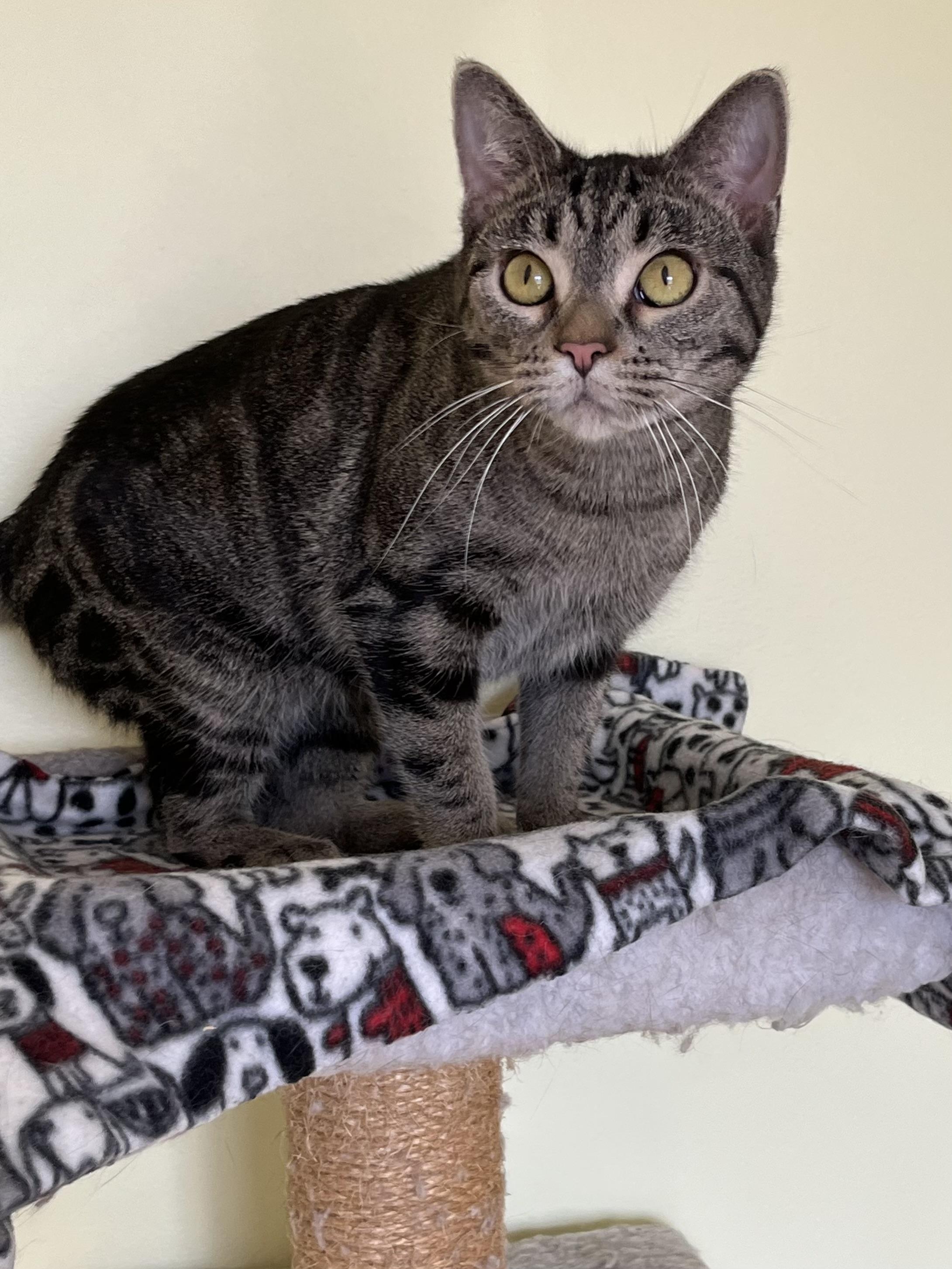 Enlarge Babette, a Adoptable Tabby in Palatine, IL image 4/5