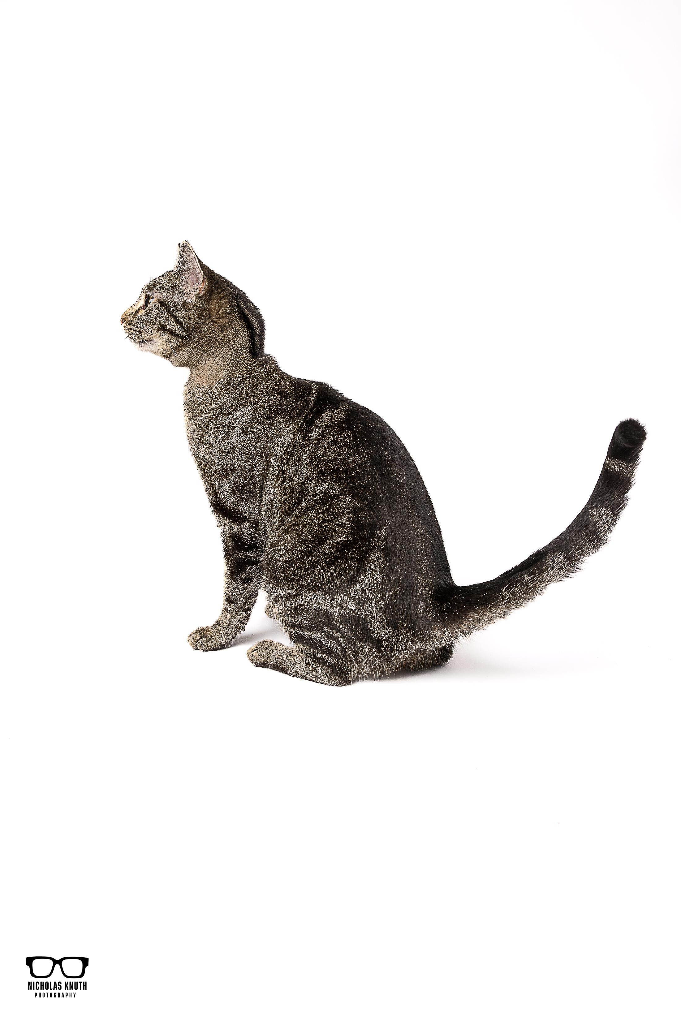 Babette, a Adoptable mixed breed in Palatine, IL image 4/4