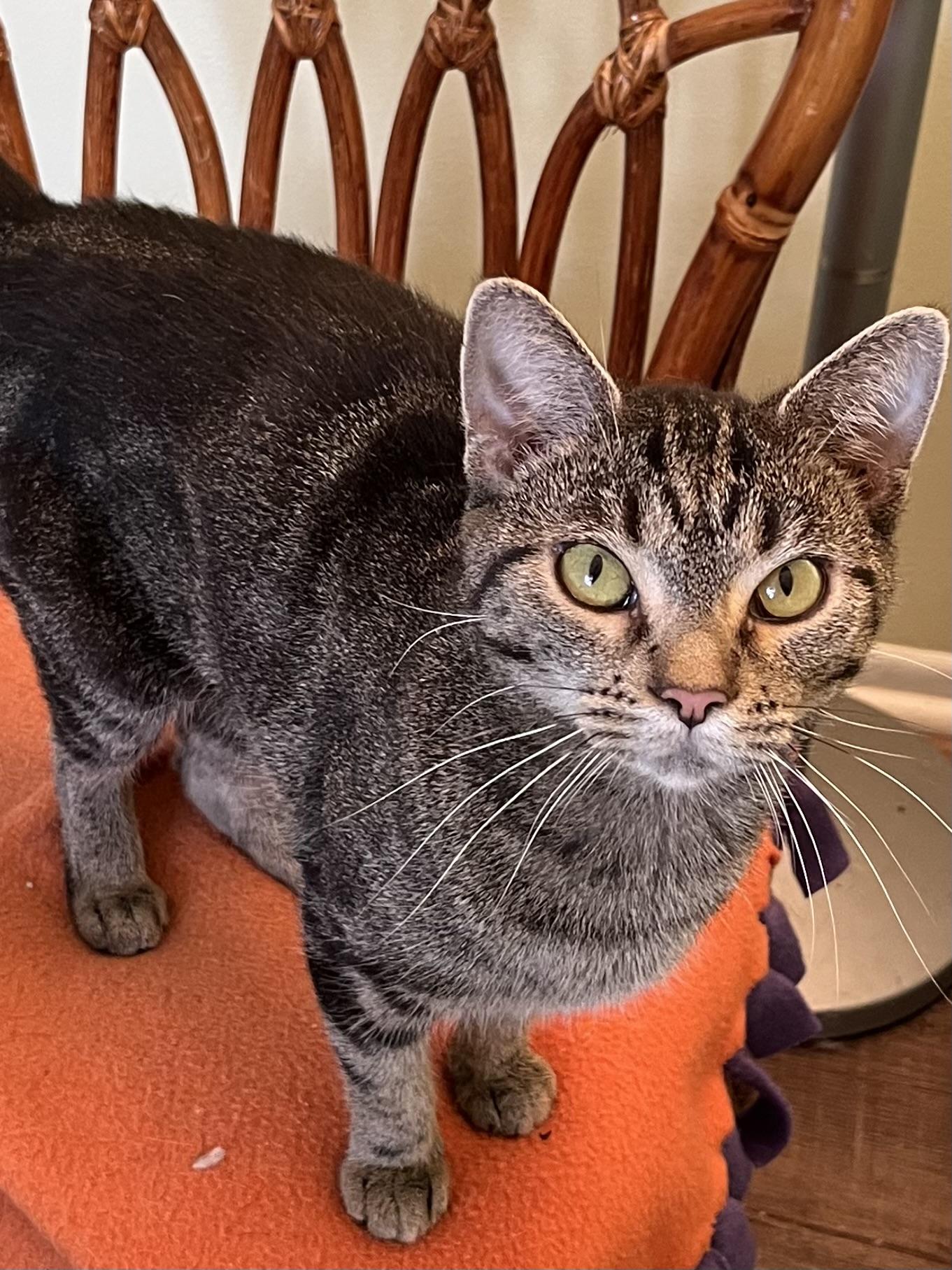 Babette, Adoptable, Young Female Tabby.