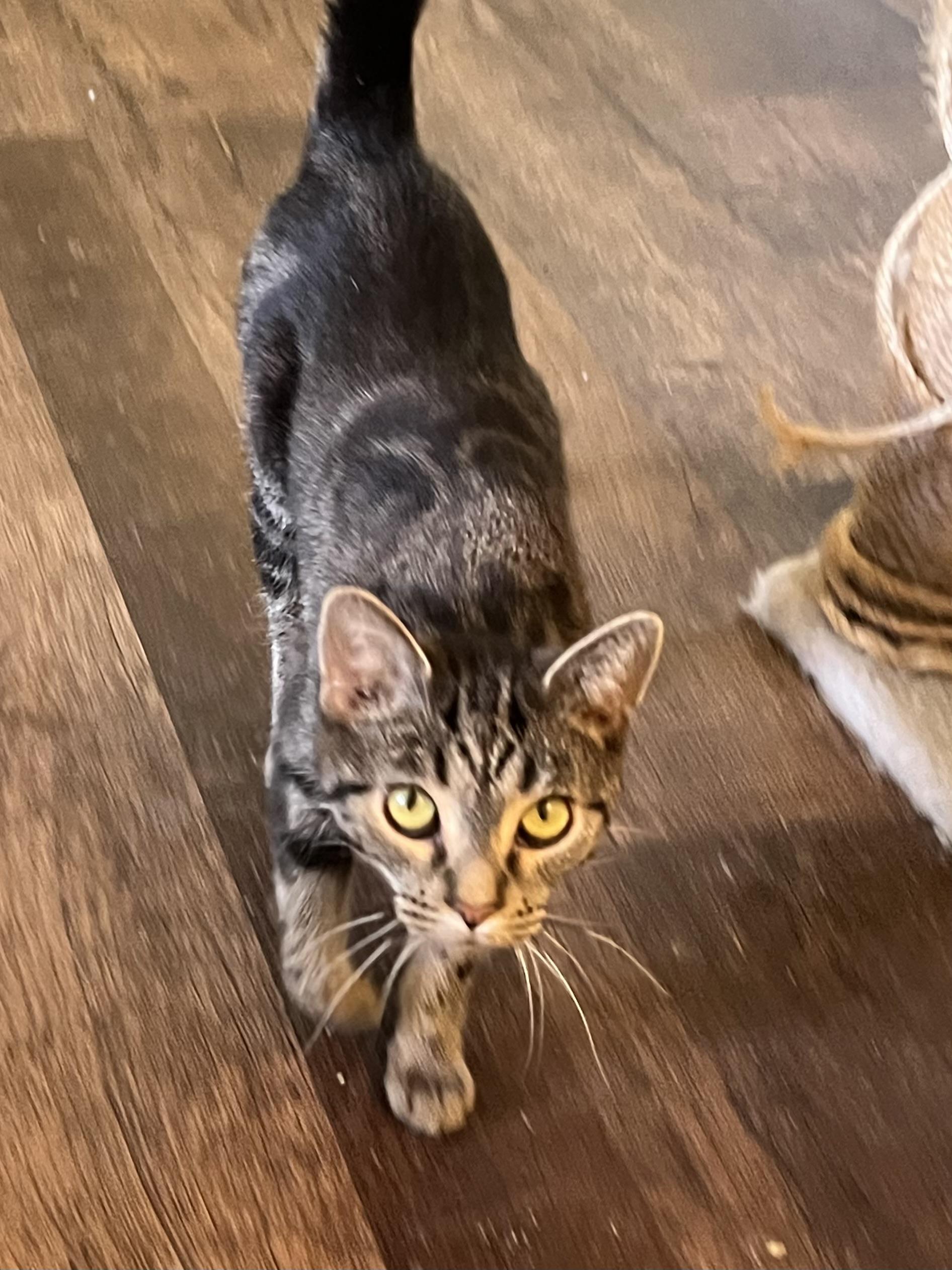 Babette, a Adoptable Tabby in Palatine, IL image 3/3