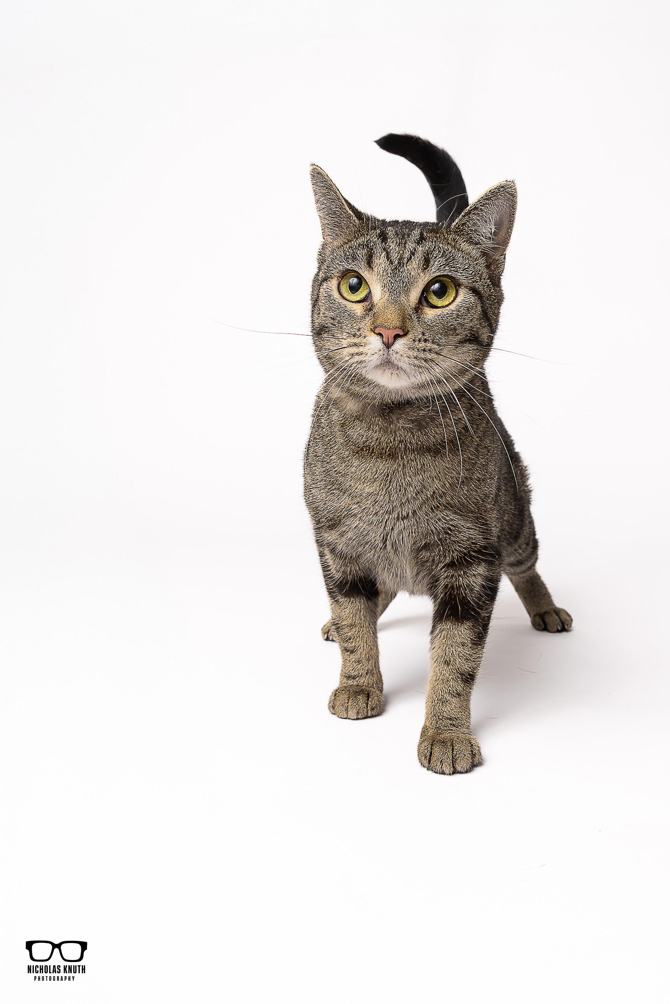 Babette, a Adoptable mixed breed in Palatine, IL image 2/4