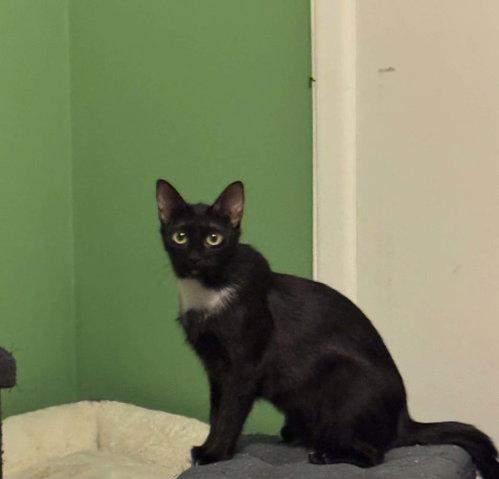 Enlarge Sky, a ADOPTABLE Domestic Short Hair in Mount Royal, NJ image 3/3