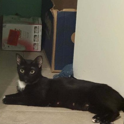 Enlarge Sky, a ADOPTABLE Domestic Short Hair in Mount Royal, NJ image 1/3