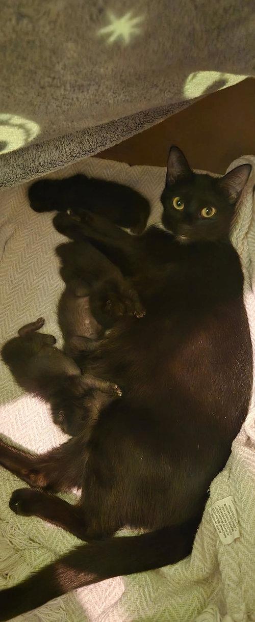 Enlarge Sky, a ADOPTABLE Domestic Short Hair in Mount Royal, NJ image 2/3
