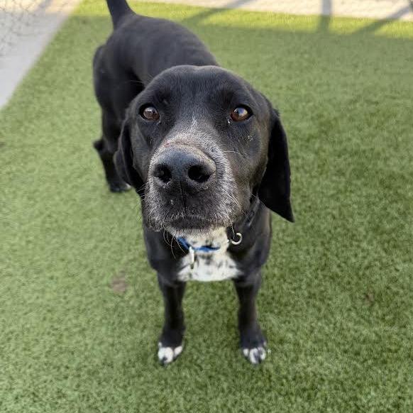 Cash, Adoptable, Adult Male Black Labrador Retriever & German Shorthaired Pointer.