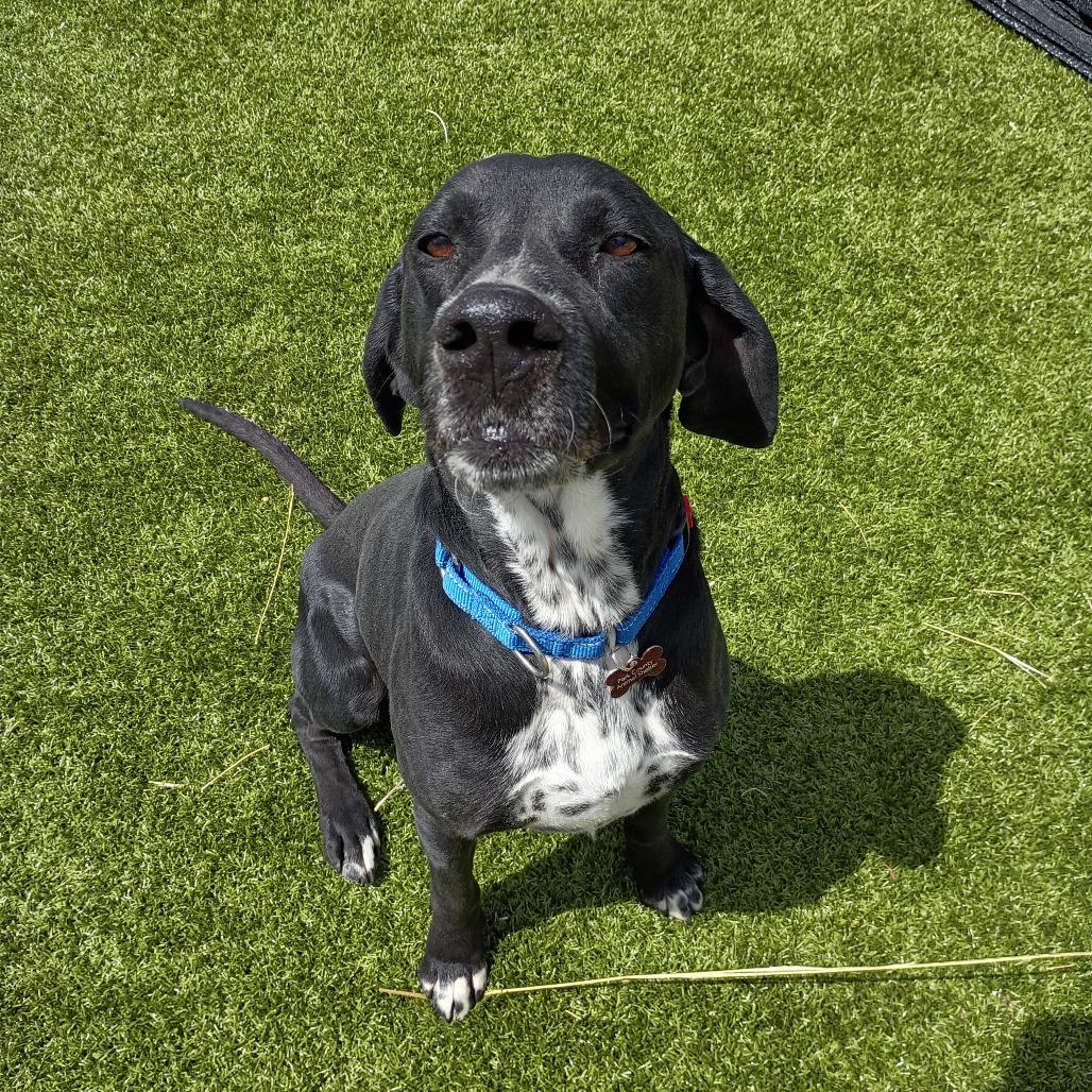 Cash, a Adoptable mixed breed in Cody, WY image 2/3