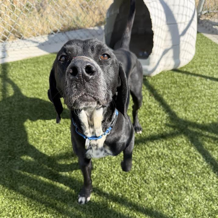Cash, a Adoptable mixed breed in Cody, WY image 3/3
