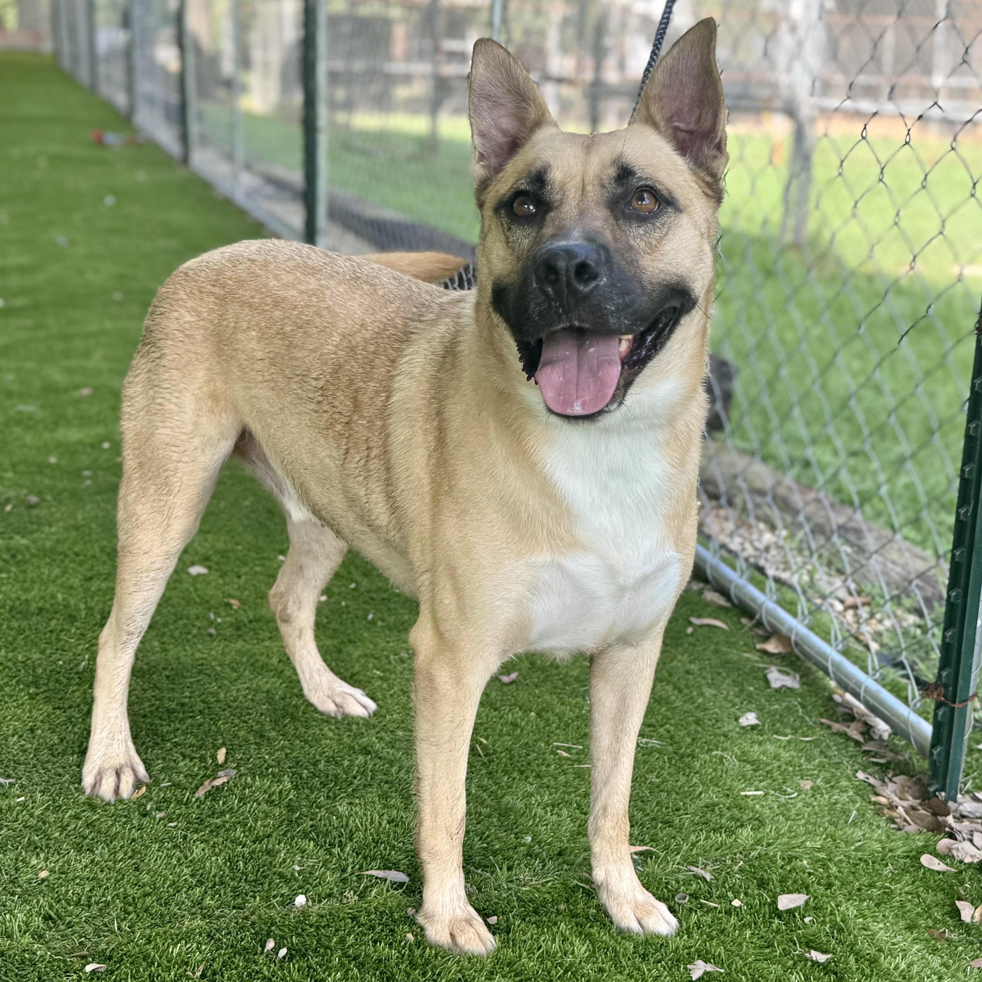 Enlarge Royce, a Adoptable mixed breed in Albany, NY image 4/6