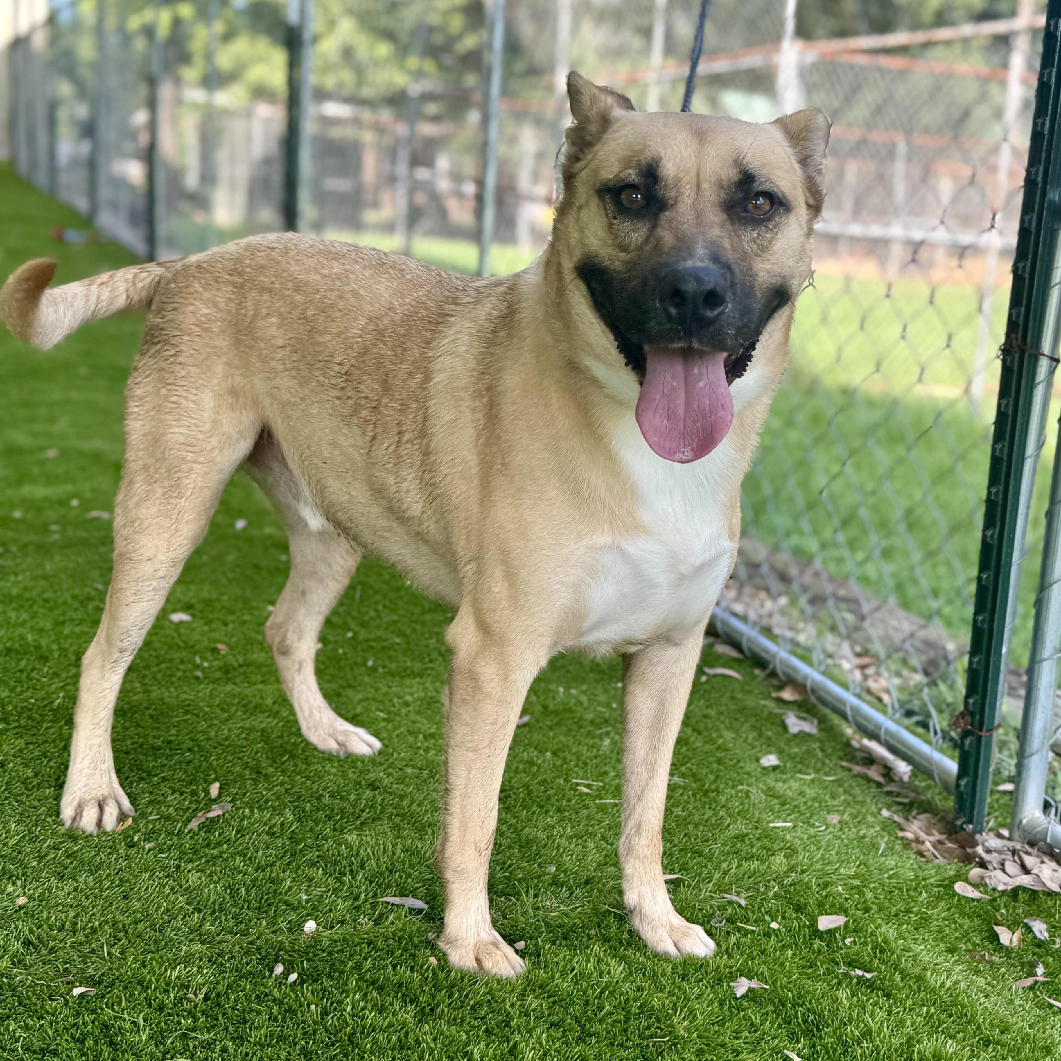 Enlarge Royce, a Adoptable mixed breed in Albany, NY image 1/6