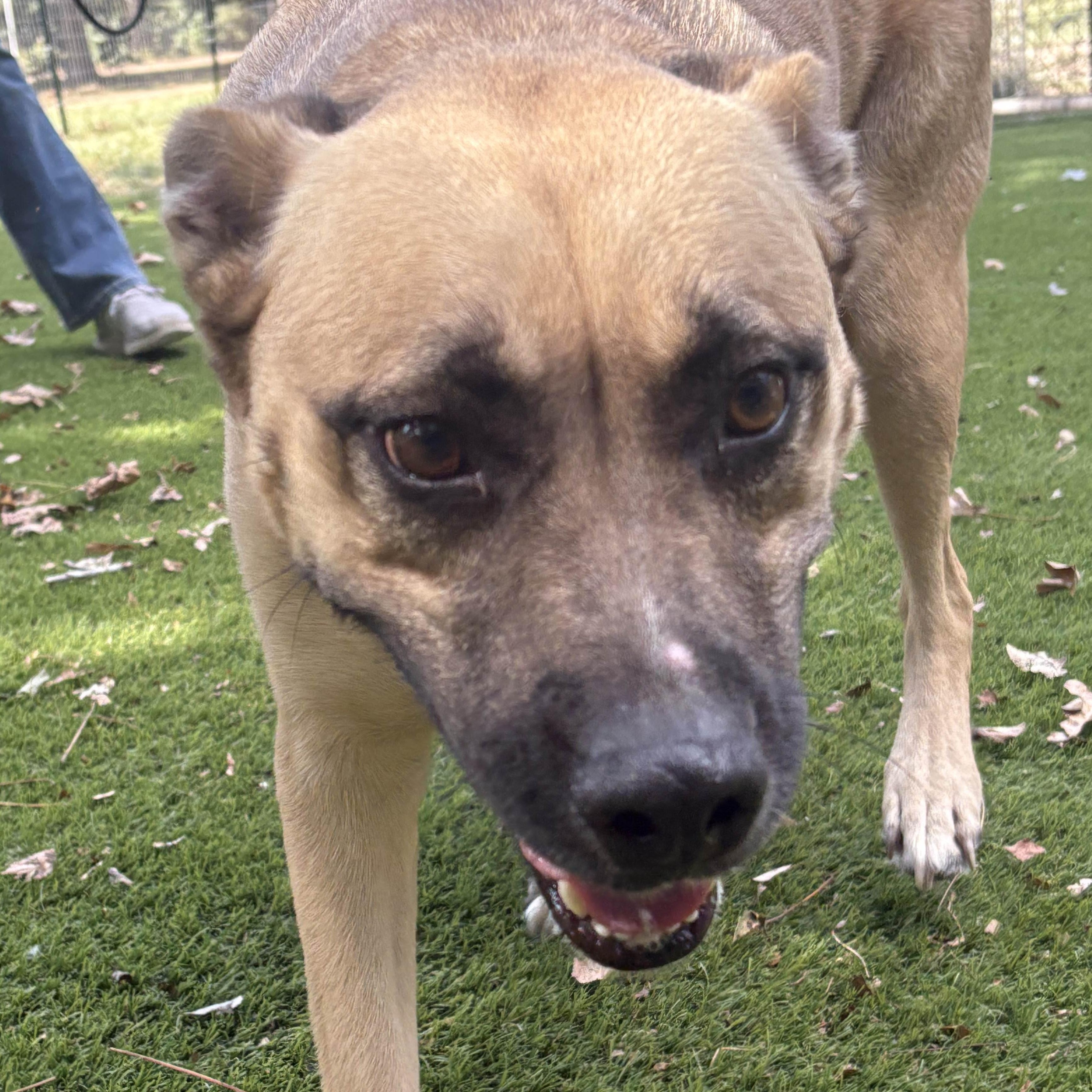 Enlarge Royce, a Adoptable mixed breed in Albany, NY image 6/6