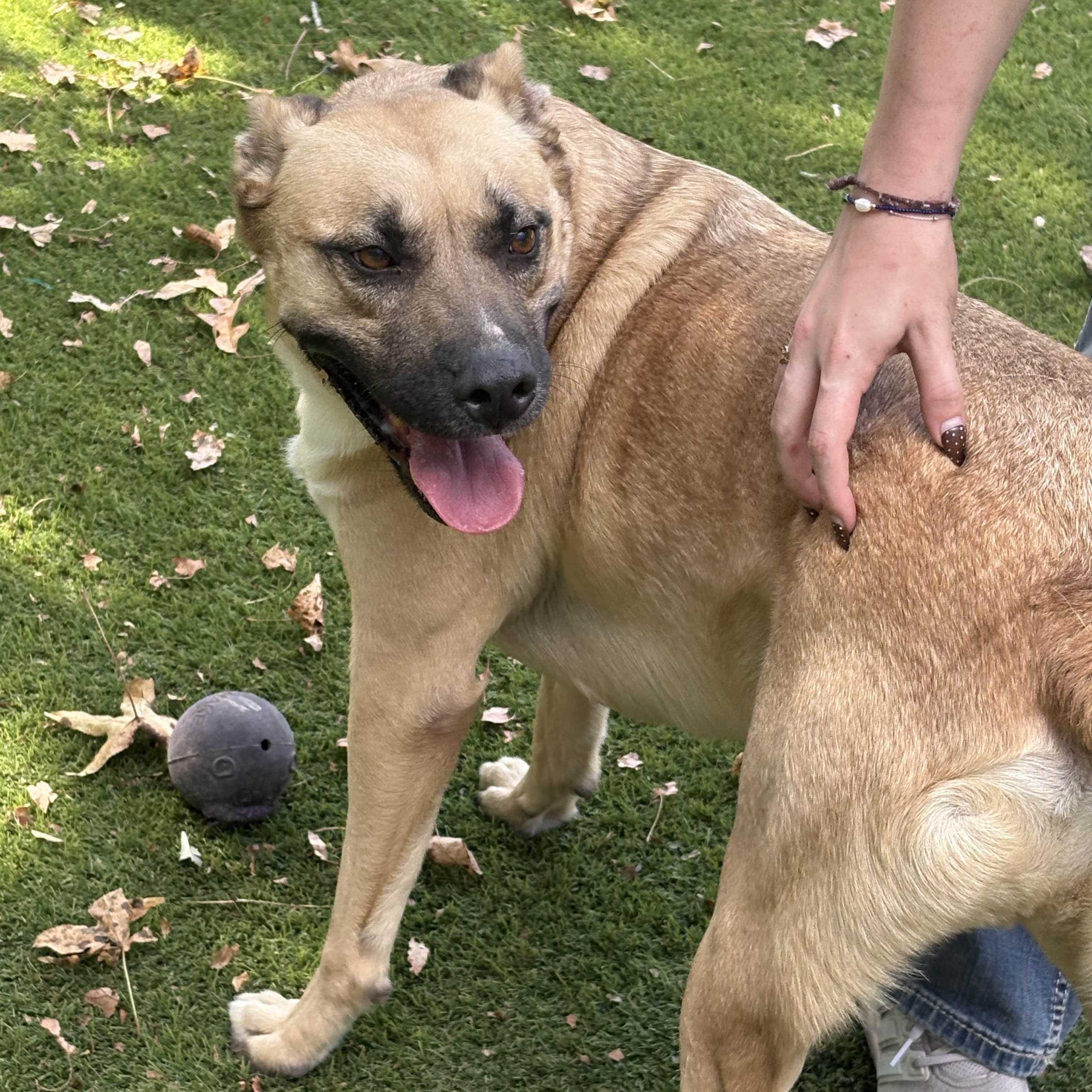 Enlarge Royce, a Adoptable mixed breed in Albany, NY image 3/6