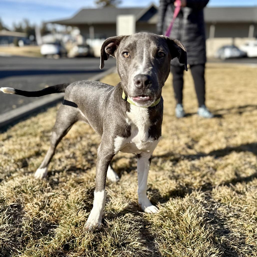 Cleo, a Adoptable mixed breed in Bend, OR image 1/6