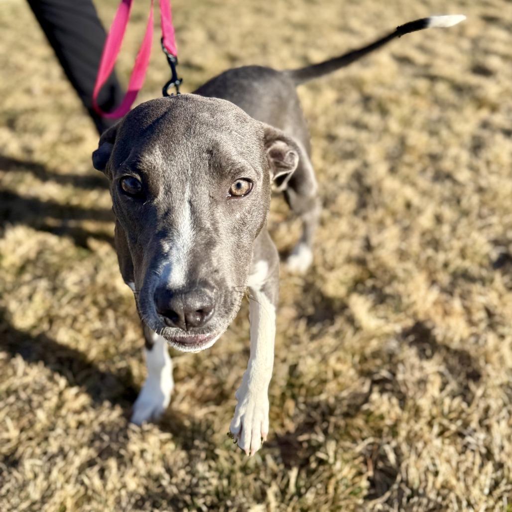 Cleo, a Adoptable mixed breed in Bend, OR image 2/6
