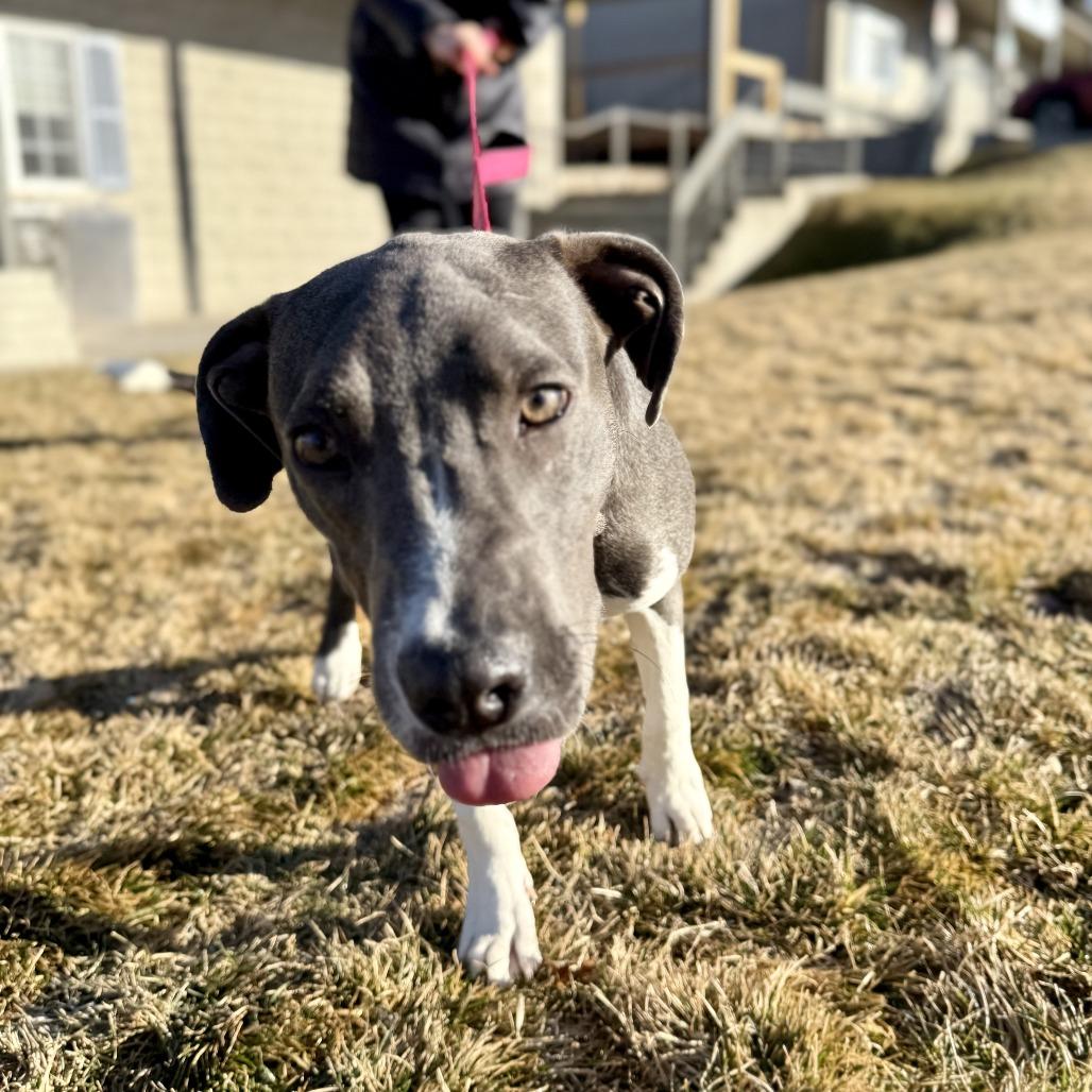 Cleo, a Adoptable mixed breed in Bend, OR image 3/6