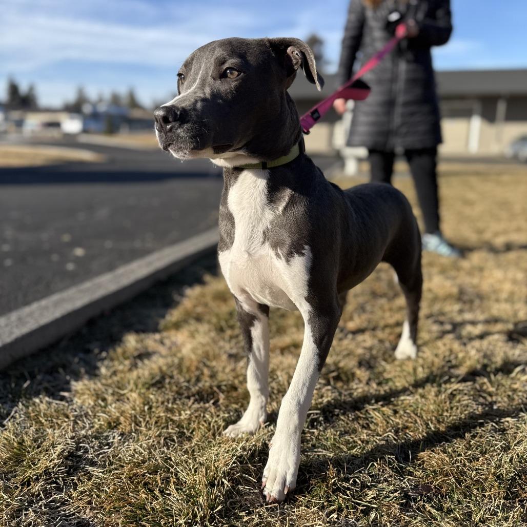 Cleo, a Adoptable mixed breed in Bend, OR image 4/6
