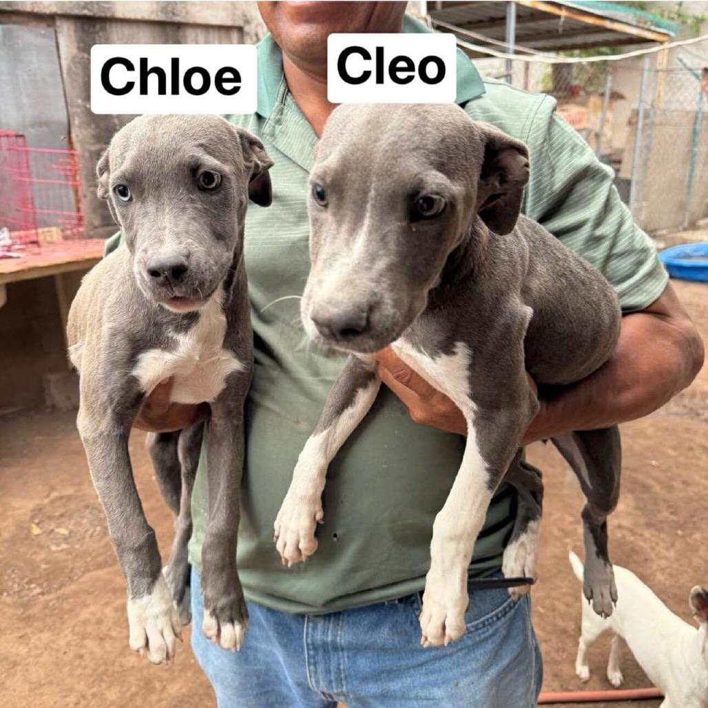 Cleo, a Adoptable mixed breed in Bend, OR image 5/6