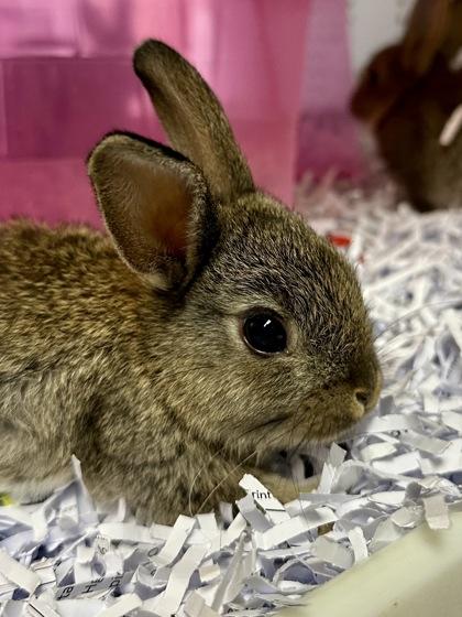 Foxy, Adoptable, Baby Male Bunny Rabbit & Bunny Rabbit.