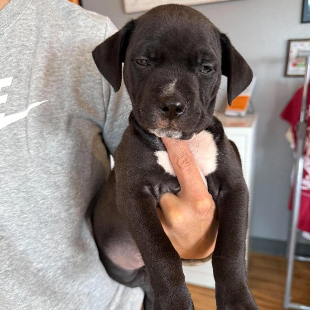 Belle Pepper (Female), Adoptable, Puppy Female Mixed Breed.