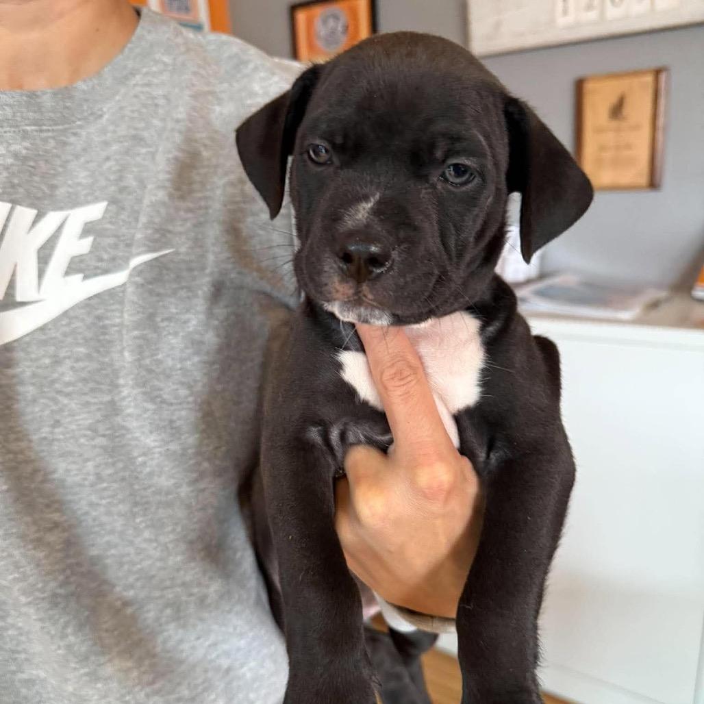 Enlarge Belle Pepper (Female), a Adoptable Mixed Breed in Bend, OR image 2/2