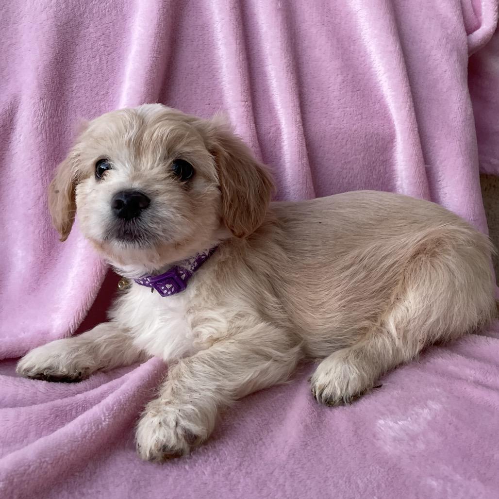Mia, Adoptable, Puppy Female Shih Tzu & Terrier.