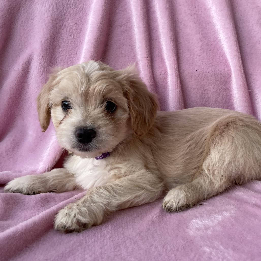 Enlarge Mia, a Adoptable mixed breed in Tucson, AZ image 2/2