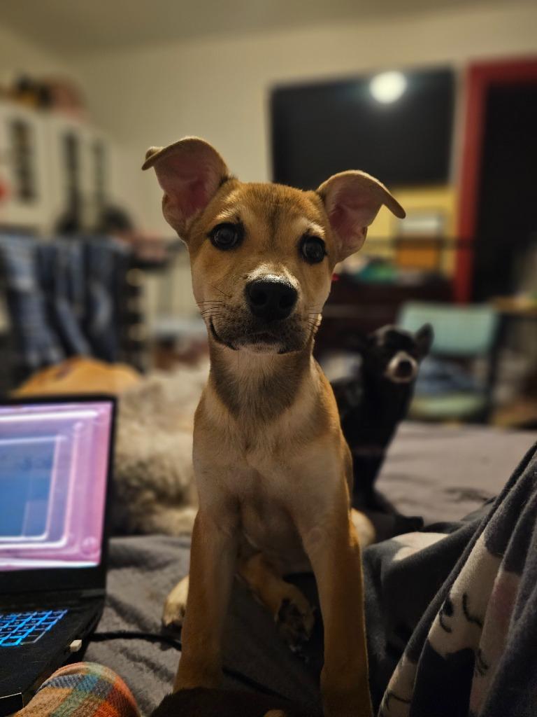 Brody, Adopted, Puppy Male German Shepherd Dog & Mixed Breed.