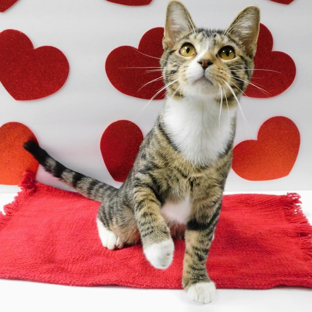 Vinny, Adoptable, Young Male Domestic Short Hair.