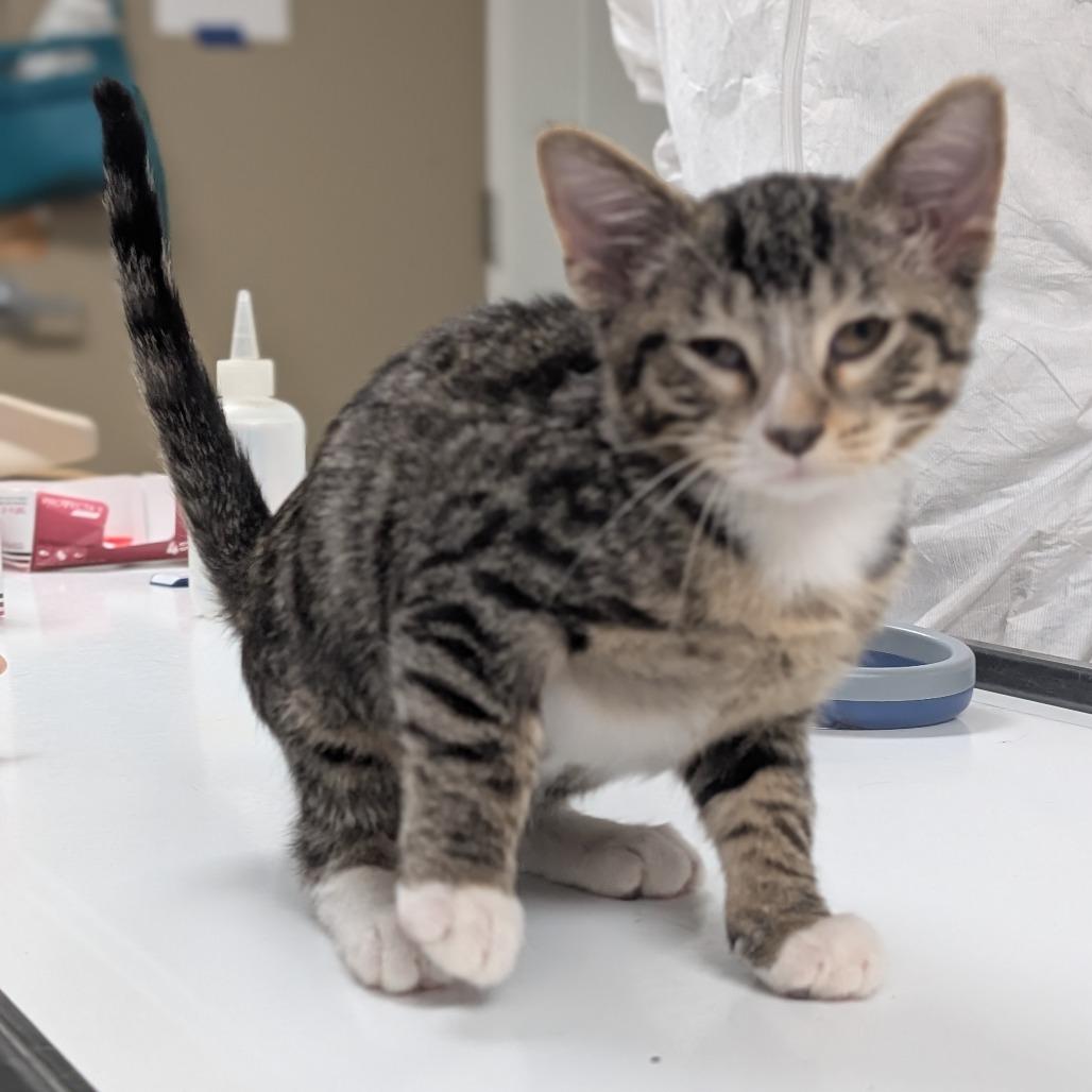 Vinny, Adoptable, Kitten Male Domestic Short Hair.