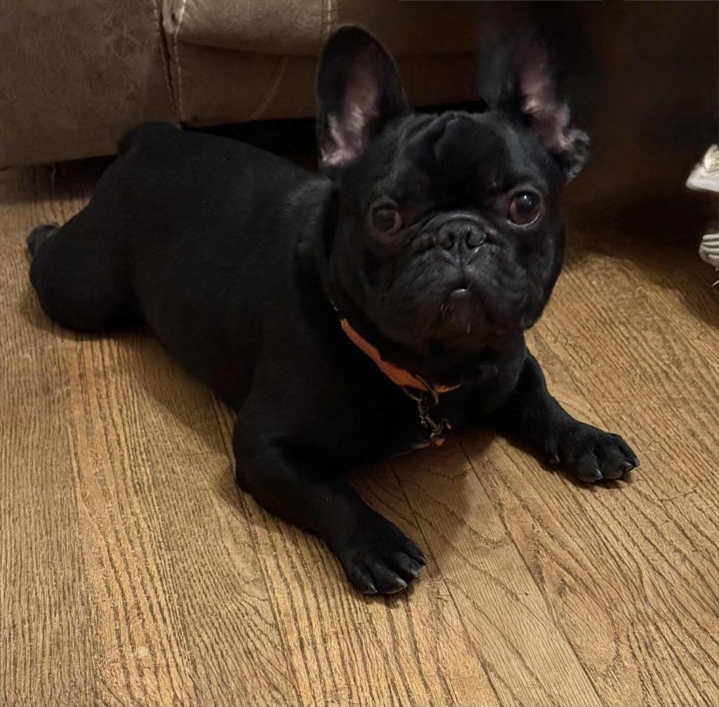 Atticus Finch, Adoptable, Adult Male French Bulldog.
