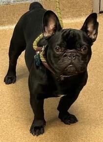 Atticus Finch, an adopted French Bulldog in Knoxville, TN image 2/2