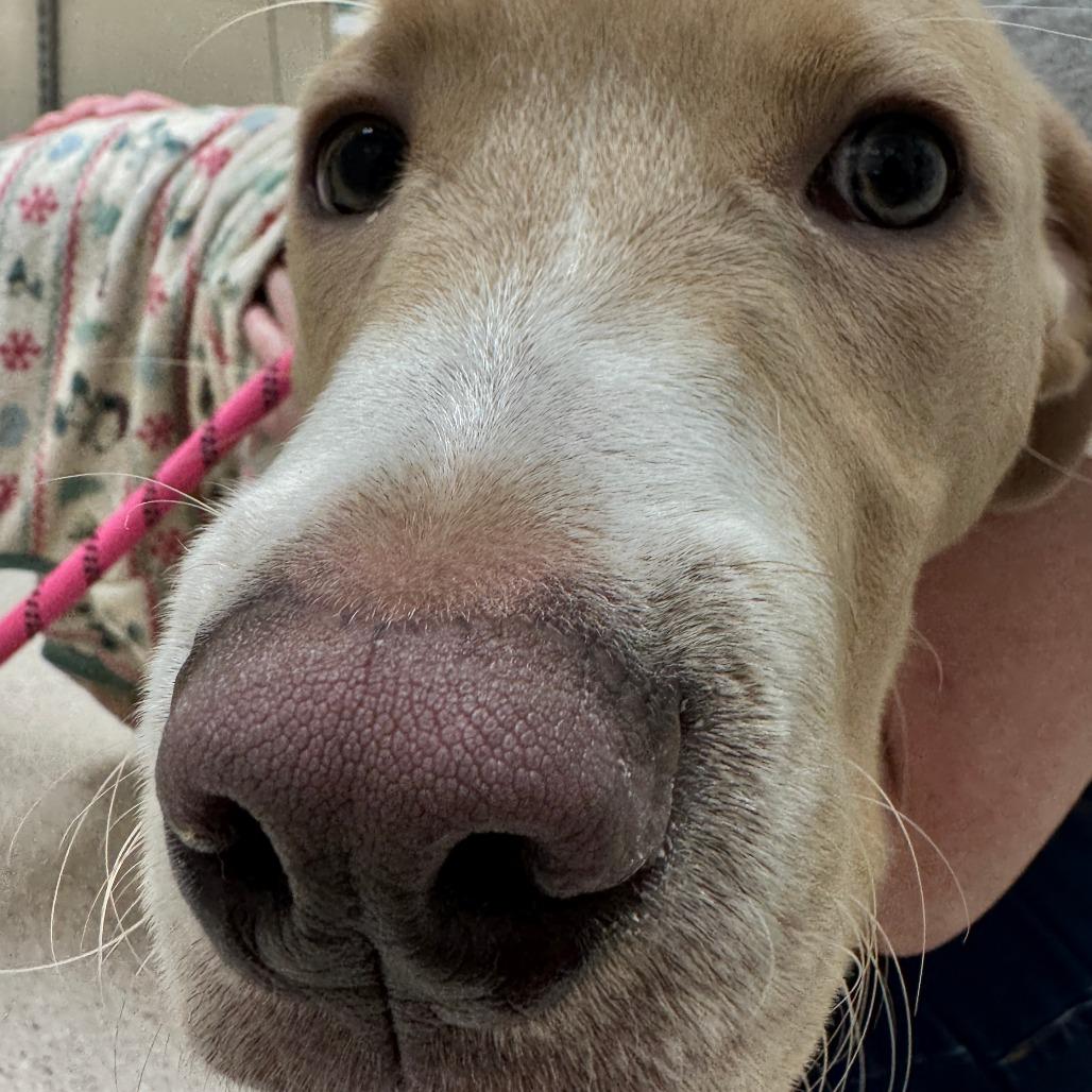 Enlarge Mr. Archibald Thomas, a Adoptable mixed breed in Murray, UT image 1/2