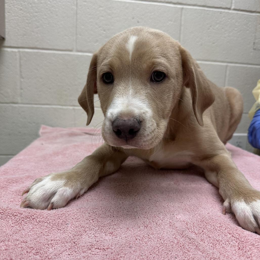 Enlarge Mr. Archibald Thomas, a Adoptable mixed breed in Murray, UT image 2/2