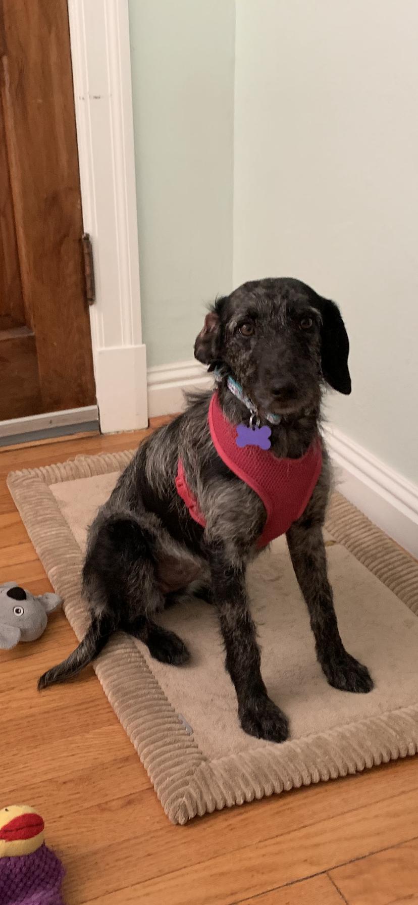 Rue, Adopted, Puppy Female Australian Shepherd.