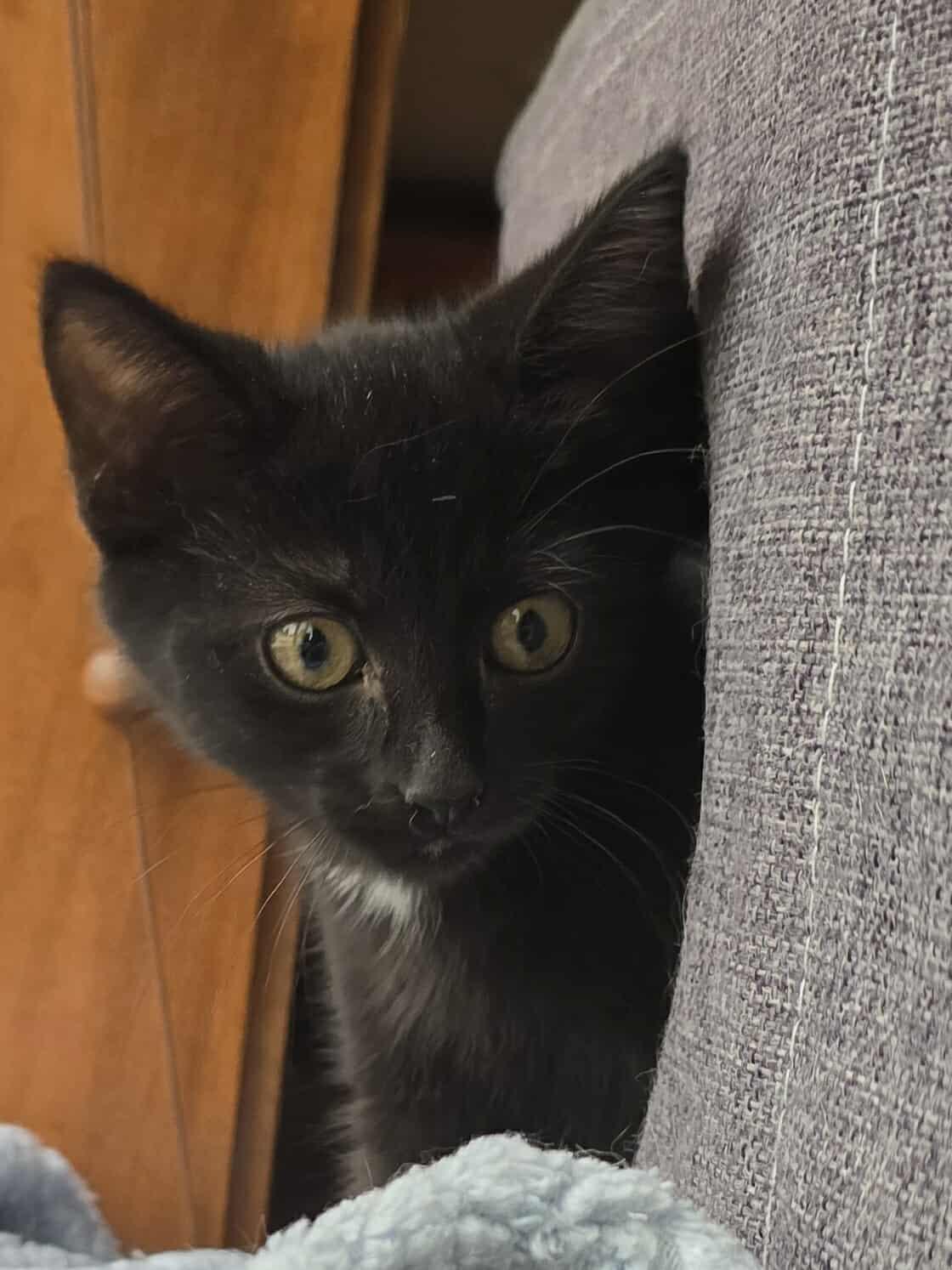 Polly
