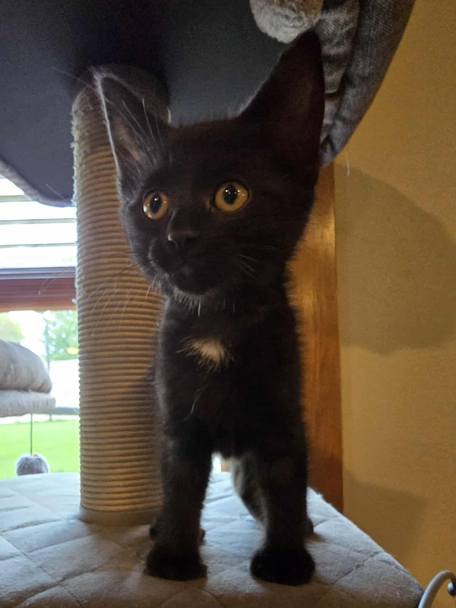 Polly