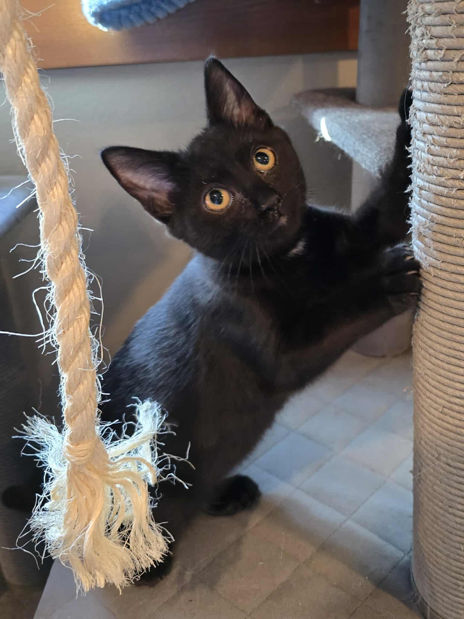 Polly, an adoptable Domestic Short Hair in Sioux Falls, SD, 57101 | Photo Image 6