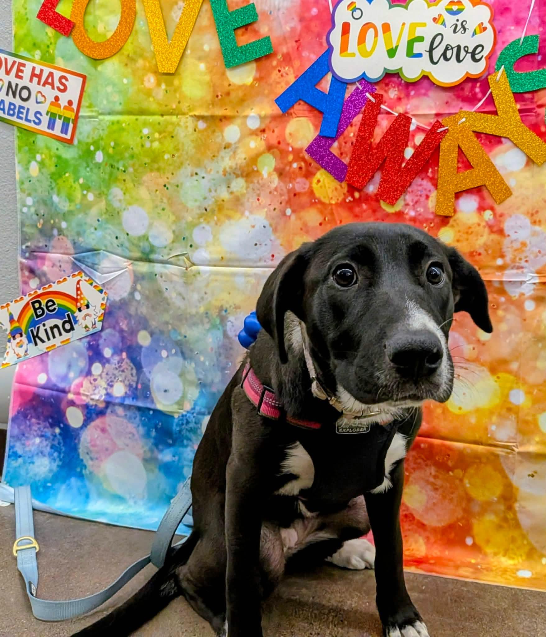 Enlarge Bella, a Adoptable mixed breed in Benbrook, TX image 6/6